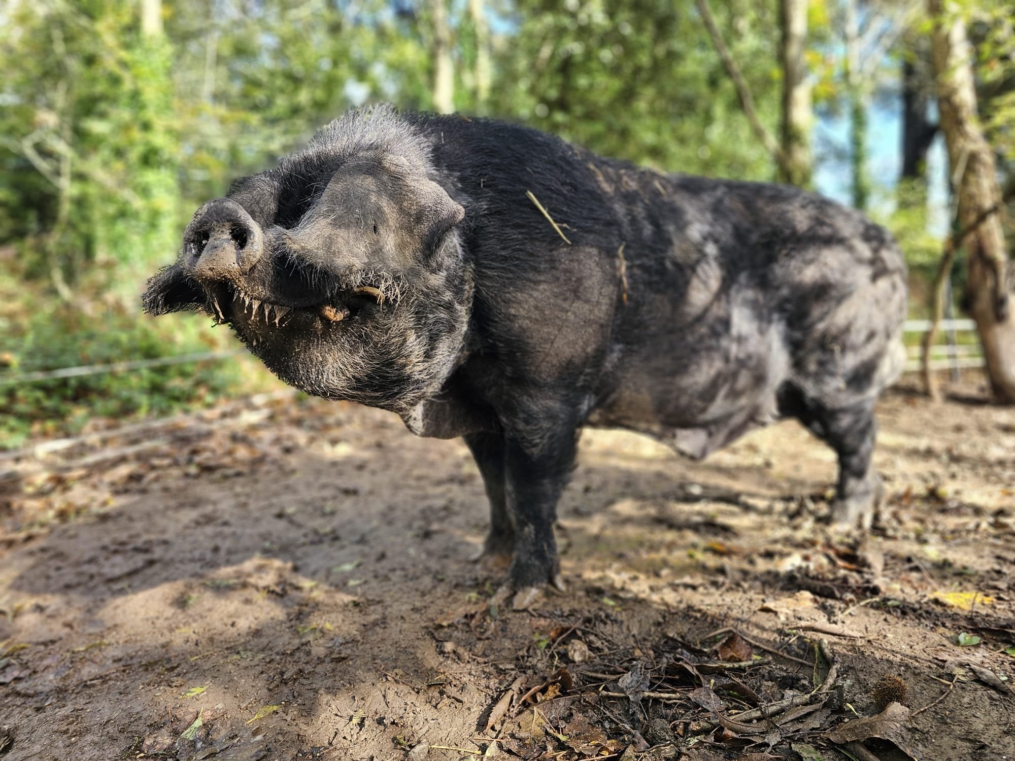 Gordon the boar