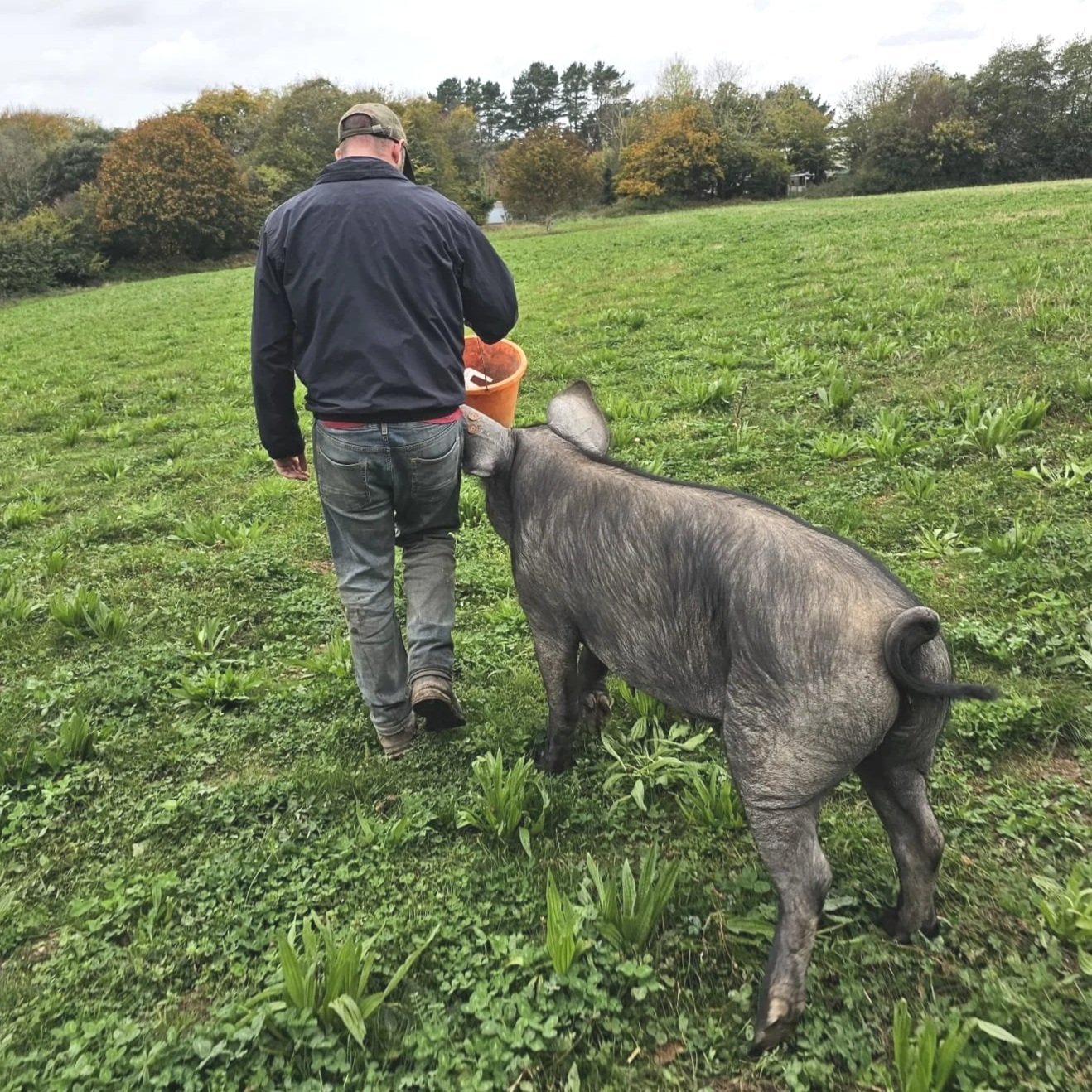 Prue being moved to a new pen