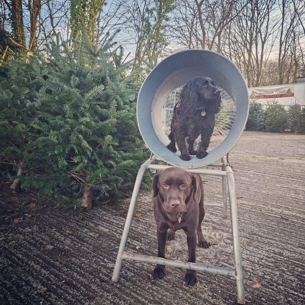 Our two dogs by the Christmas Trees sign